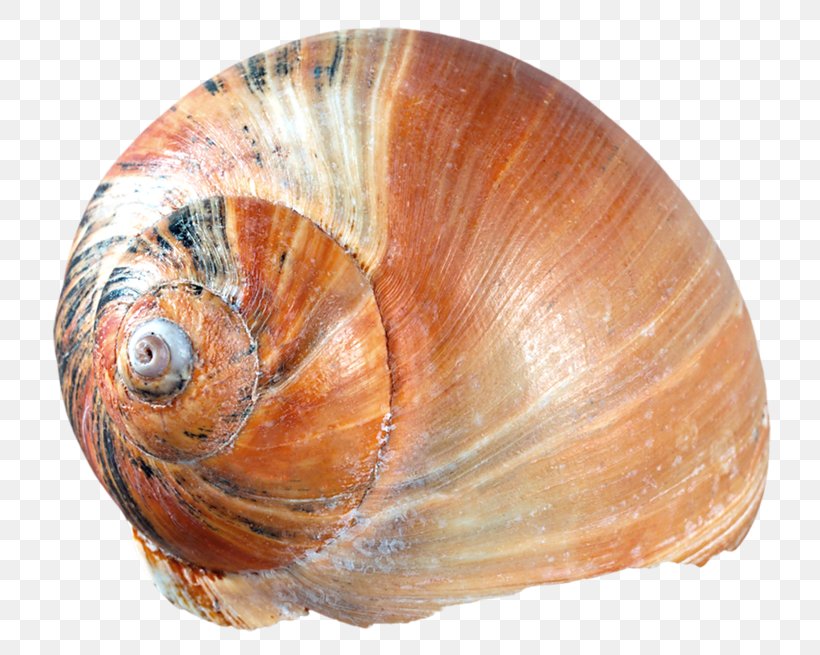 Cockle Oyster Clam Mussel Seashell, PNG, 800x655px, Cockle, Bivalvia, Clam, Clams Oysters Mussels And Scallops, Common Cockle Download Free