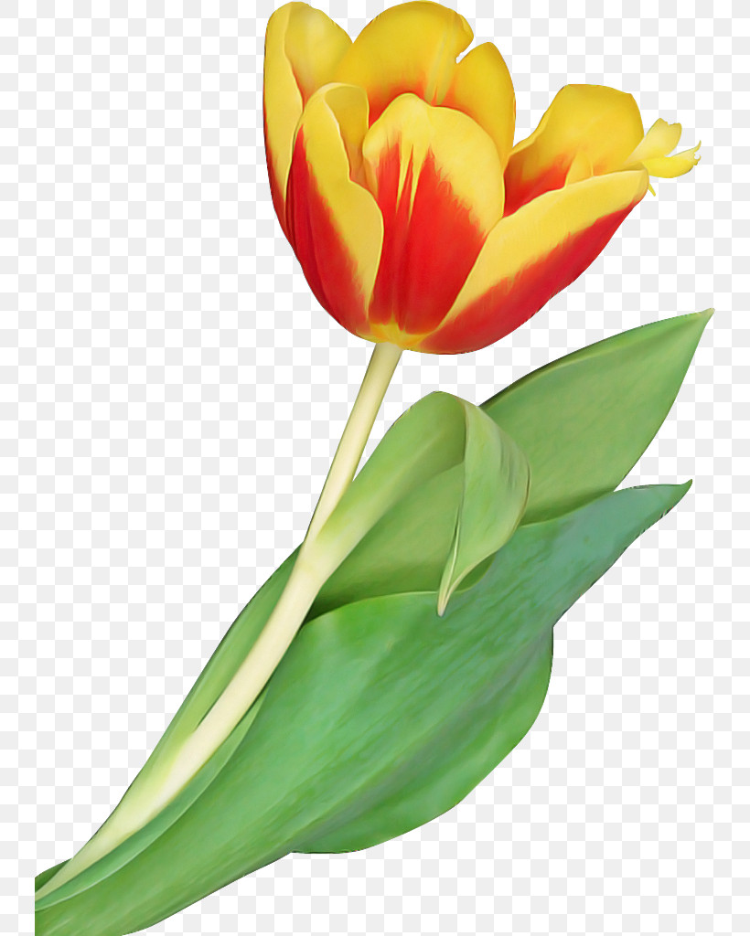 Flower Petal Tulip Plant Cut Flowers, PNG, 744x1024px, Flower, Anthurium, Bud, Cut Flowers, Leaf Download Free