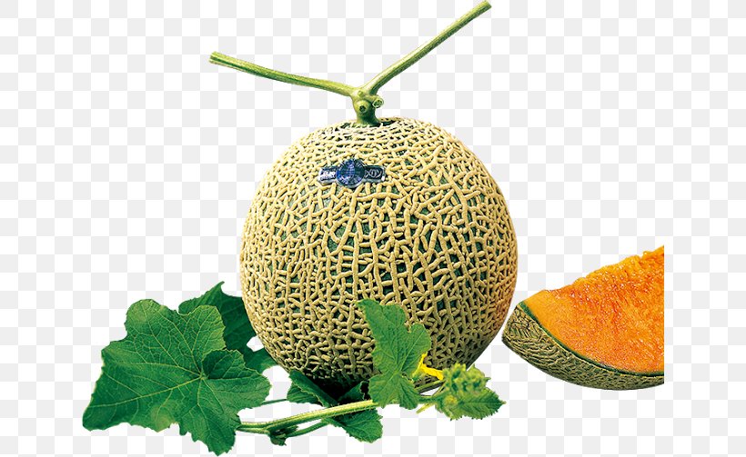 Honeydew Cantaloupe Galia Melon Brix, PNG, 640x503px, Honeydew, Breed, Brix, Cantaloupe, Cucumber Gourd And Melon Family Download Free