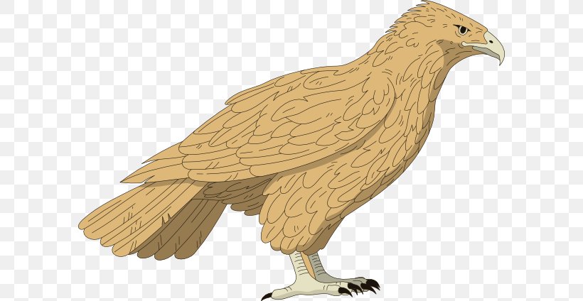 Red-tailed Hawk Clip Art, PNG, 600x424px, Hawk, Accipitriformes, Animal Figure, Bald Eagle, Beak Download Free