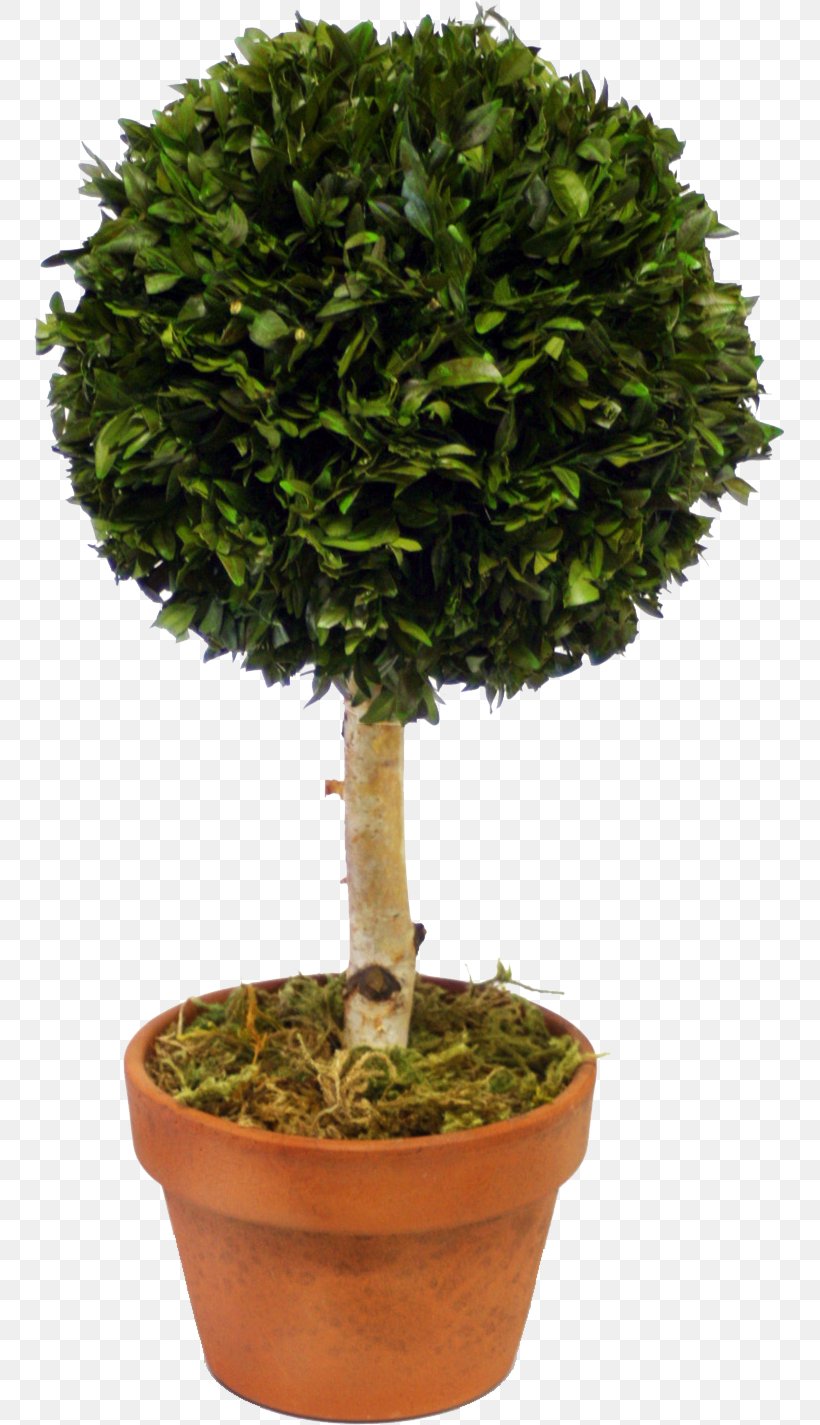 Sageretia Theezans Bonsai Shrub Tree Houseplant, PNG, 751x1425px, Sageretia Theezans, Bonsai, Box, Evergreen, Flowerpot Download Free