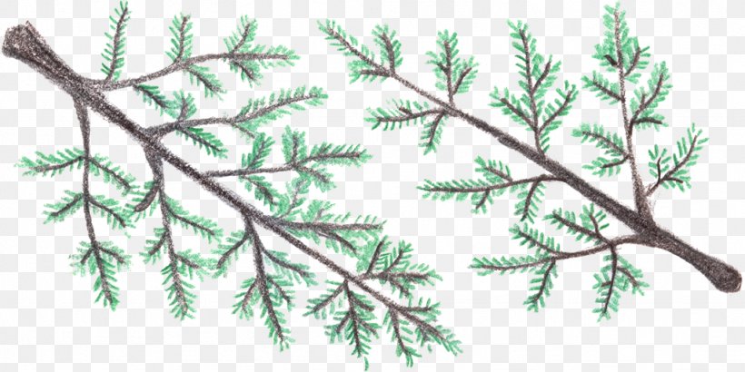 Spruce Fir Larch Twig Plant Stem, PNG, 1024x512px, Spruce, Branch, Conifer, Cypress Family, False Cypress Download Free