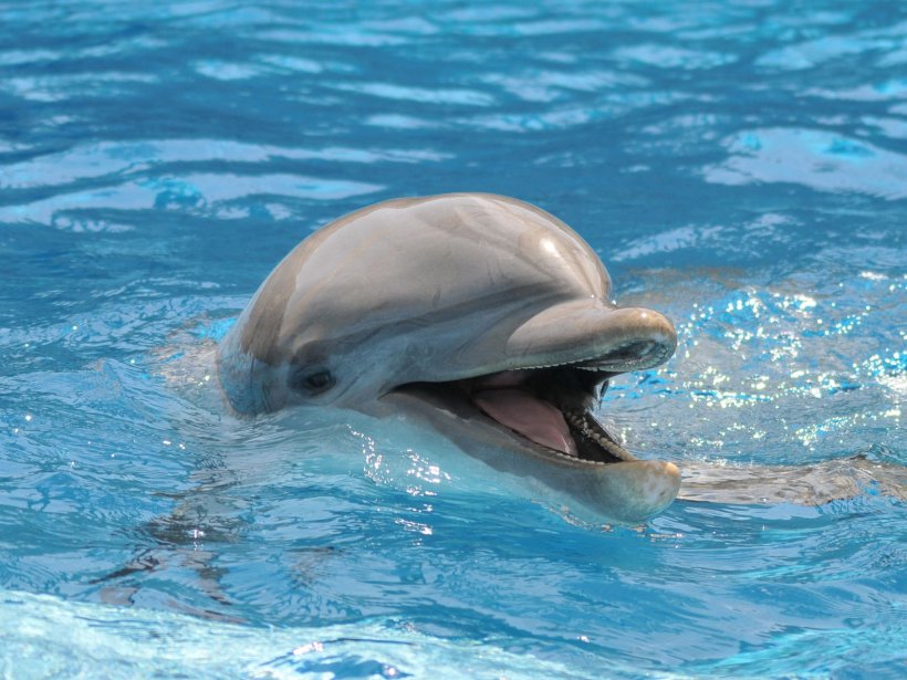 Common Bottlenose Dolphin Wholphin Pantropical Spotted Dolphin Atlantic Spotted Dolphin Indo-Pacific Bottlenose Dolphin, PNG, 1600x1200px, Common Bottlenose Dolphin, Animal, Atlantic Spotted Dolphin, Bottlenose Dolphin, Cetacea Download Free