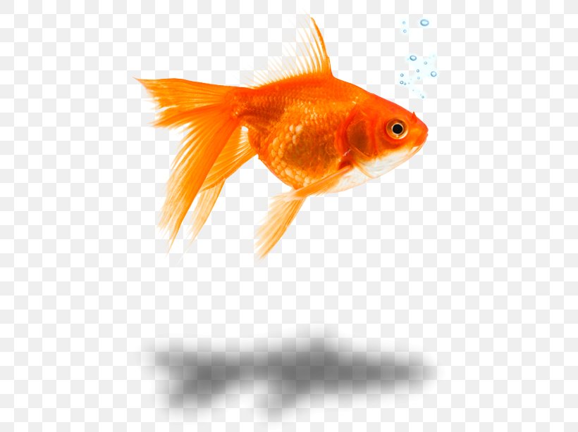 Goldfish Feeder Fish Marine Biology Close-up, PNG, 450x614px, Goldfish, Biology, Bony Fish, Closeup, Feeder Fish Download Free