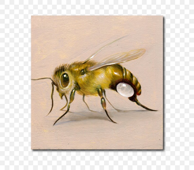 Honey Bee, PNG, 720x720px, Honey Bee, Arthropod, Bee, Honey, Insect Download Free