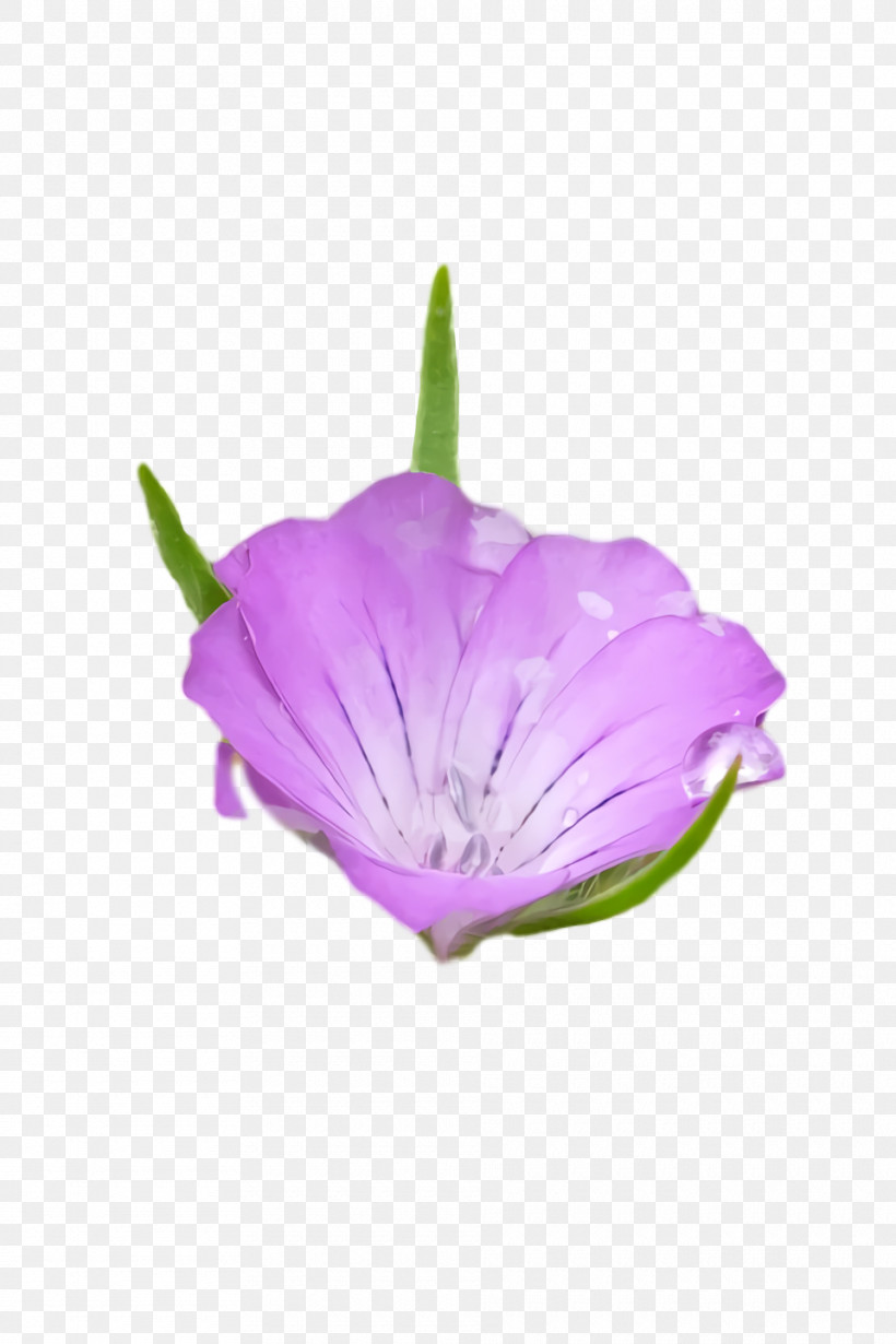 Petal Herbaceous Plant Purple Flower Plants, PNG, 960x1440px, Petal, Biology, Flower, Herbaceous Plant, Plants Download Free