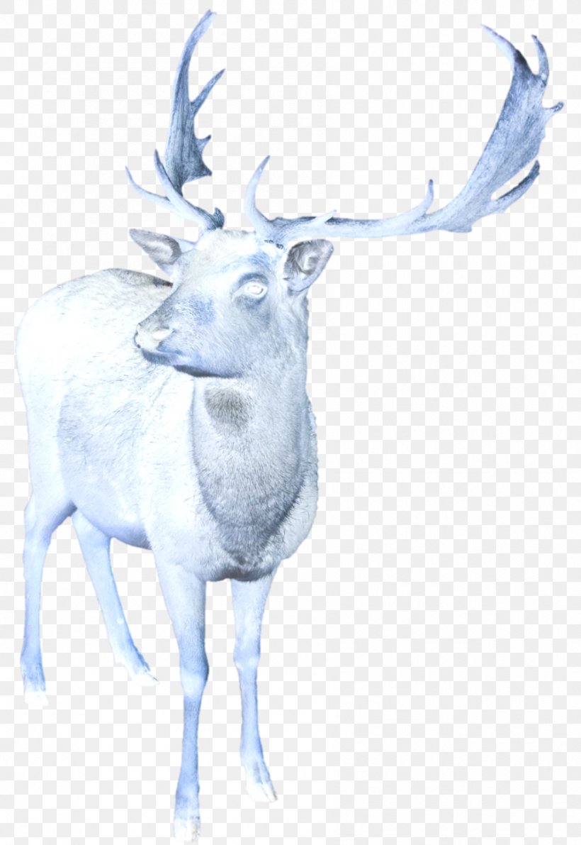 Reindeer Elk Cattle Antler Drawing, PNG, 895x1300px, Reindeer, Antler, Cattle, Cattle Like Mammal, Deer Download Free