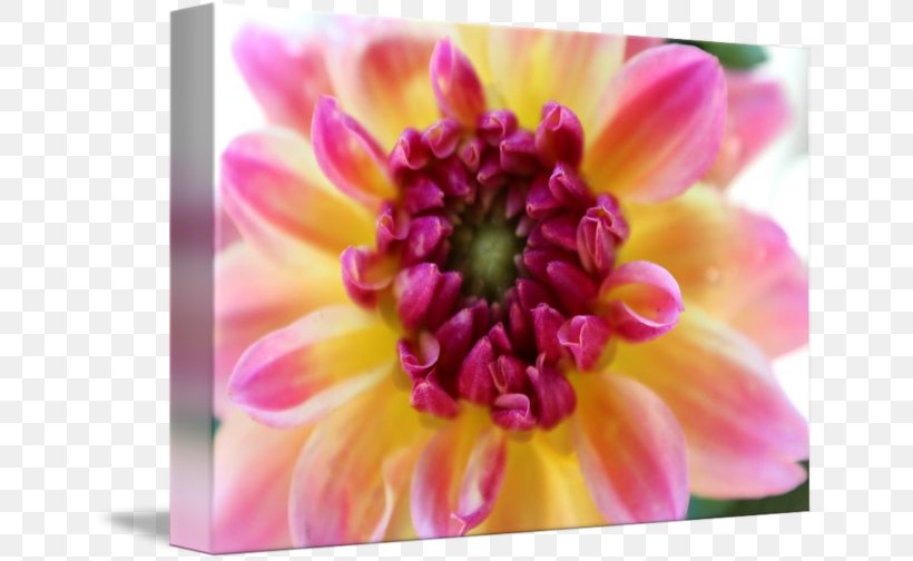 Dahlia Floristry Chrysanthemum Petal Close-up, PNG, 650x504px, Dahlia, Chrysanthemum, Chrysanths, Close Up, Closeup Download Free