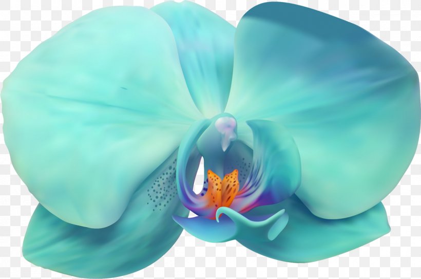Moth Orchids Petal Flower, PNG, 1200x796px, Moth Orchids, Blue, Flower, Flowering Plant, Moth Orchid Download Free