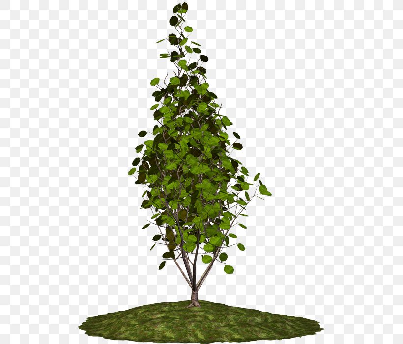 Tree Houseplant Branch Shrub, PNG, 502x700px, Tree, Blog, Branch, Evergreen, Flowerpot Download Free
