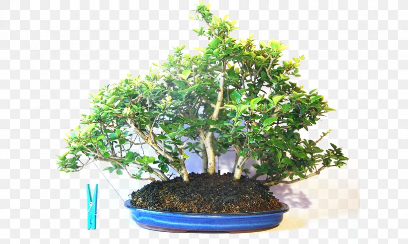 Chinese Sweet Plum Bonsai Japanese Maple Flowerpot Chinese Elm, PNG, 1772x1063px, Chinese Sweet Plum, Antwoord, Bonsai, Chinese Elm, Elm Download Free