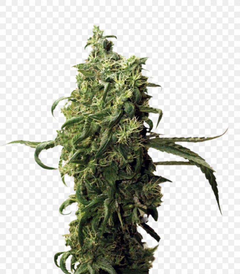 Cultivar Cannabis Hemp Seed Cash On Delivery, PNG, 1399x1600px, Cultivar, Advance Payment, Afghanistan, Cannabis, Cash On Delivery Download Free