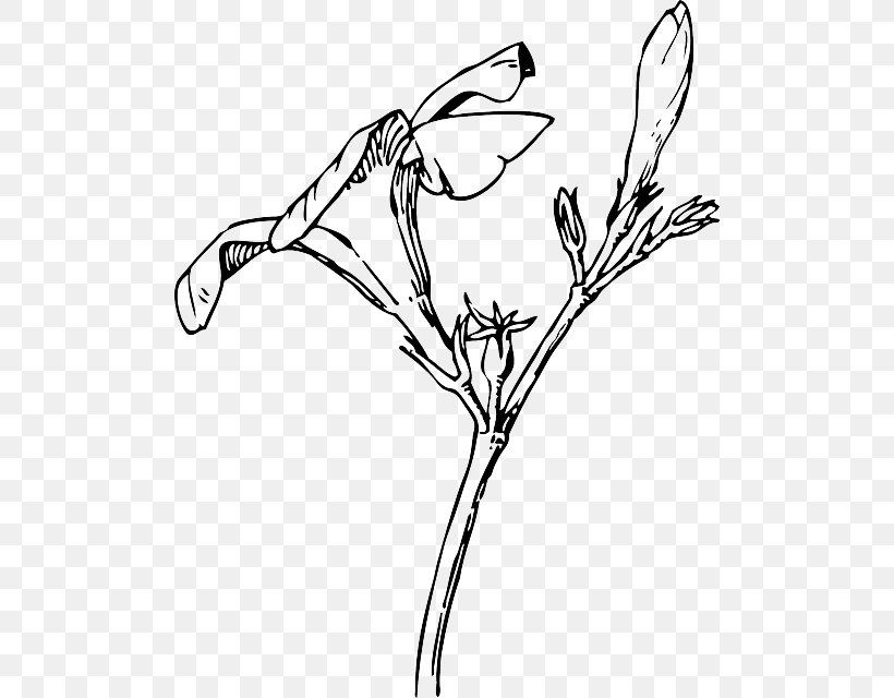 Nature Drawing And Design; Oleander Flower Bud Clip Art, PNG, 500x640px, Nature Drawing And Design, Art, Artwork, Beak, Bird Download Free