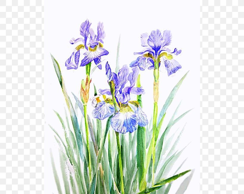 Northern Blue Flag Watercolor Painting Clip Art, PNG, 524x652px, Northern Blue Flag, Flower, Flowering Plant, Iris, Iris Family Download Free