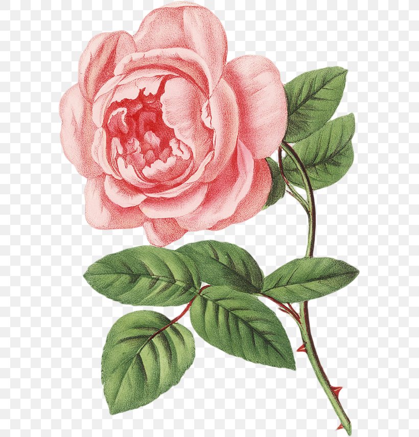 Drawing Botanical Illustration Stock Photography Image Painting, PNG, 592x855px, Drawing, Art, Botanical Illustration, Camellia, China Rose Download Free