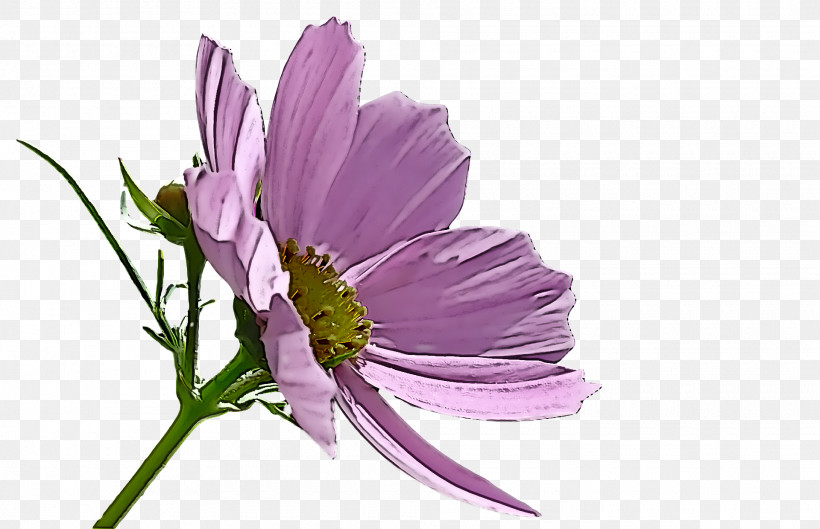 Spring Flower Spring Floral Flowers, PNG, 1920x1240px, Spring Flower, Cosmos, Cut Flowers, Daisy Family, Flower Download Free