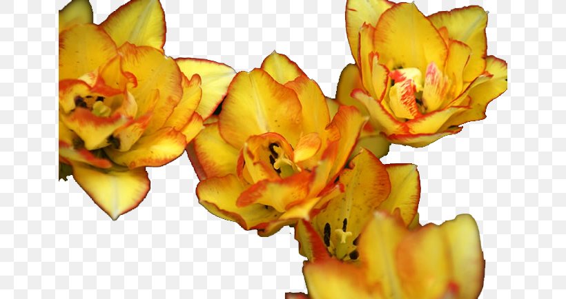 Yellow Tulip Flower, PNG, 650x434px, Yellow, Designer, Flower, Flower Bouquet, Fruit Download Free