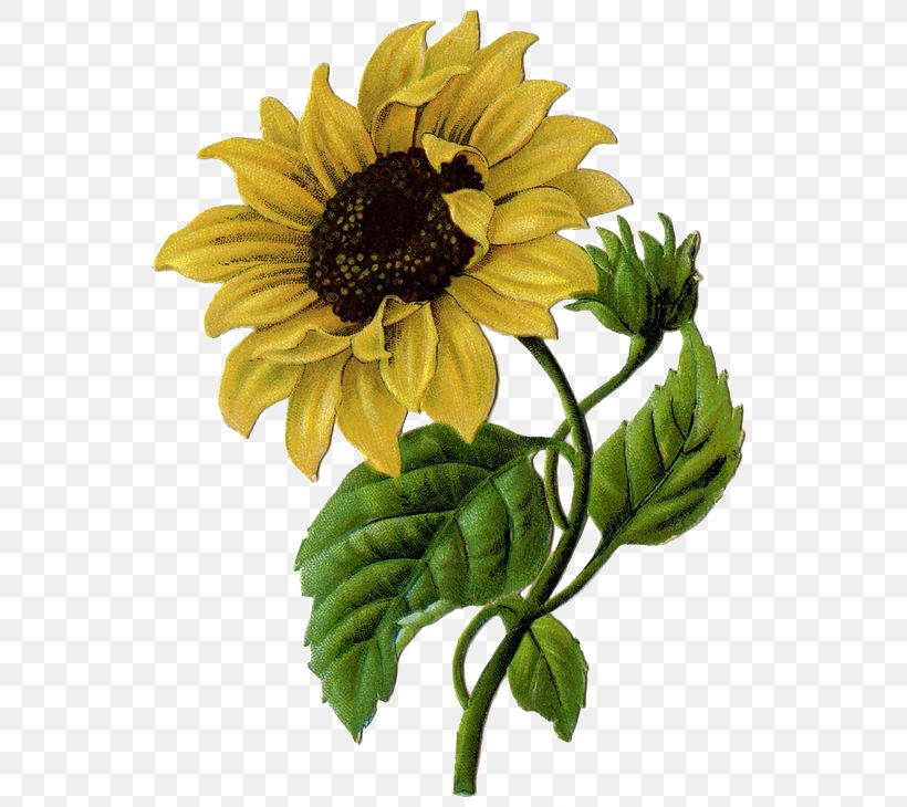 Common Sunflower Helianthus Xc3u2014 Laetiflorus Illustration, PNG, 564x730px, Common Sunflower, Chrysanths, Color, Cut Flowers, Daisy Family Download Free