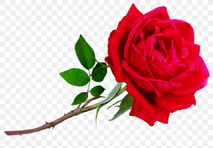 Garden Roses, PNG, 1920x1334px, Watercolor, Cabbage Rose, Cut Flowers, Floral Design, Floribunda Download Free