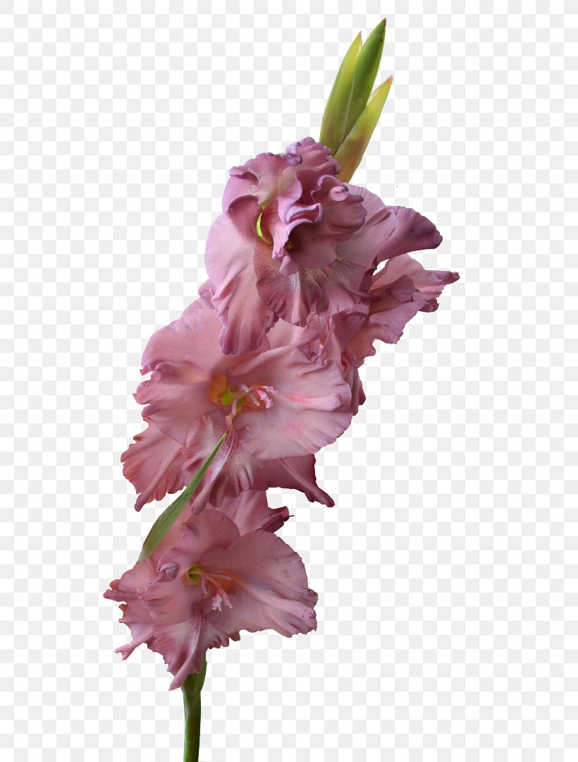 Gladiolus Flower Bulb Clip Art, PNG, 566x1080px, Gladiolus, Bulb, Cut Flowers, Delphinium, Flower Download Free
