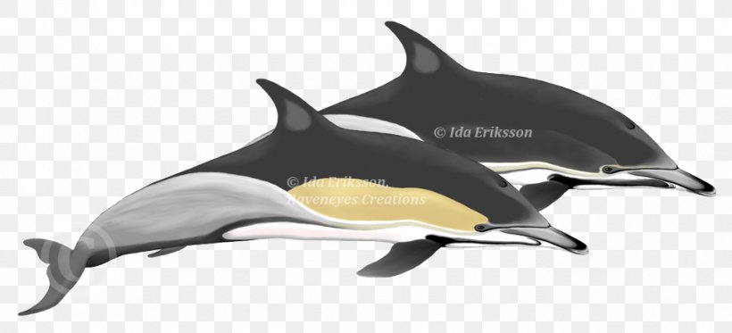 Short-beaked Common Dolphin Tucuxi Oceanic Dolphin Tarifa, PNG, 971x442px, Shortbeaked Common Dolphin, Animal, Animal Figure, Beak, Cetaceans Download Free