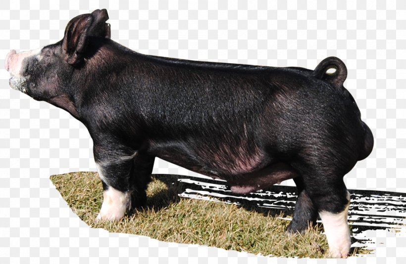 Berkshire Pig Hampshire Pig Duroc Pig Dog Breed, PNG, 940x613px, Berkshire Pig, Animal, Breed, Dog, Dog Breed Download Free