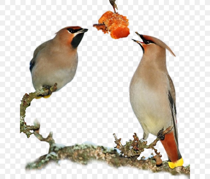 Bird Chicken Passerine Beak, PNG, 664x700px, Bird, Animal, Beak, Branch, Branching Download Free
