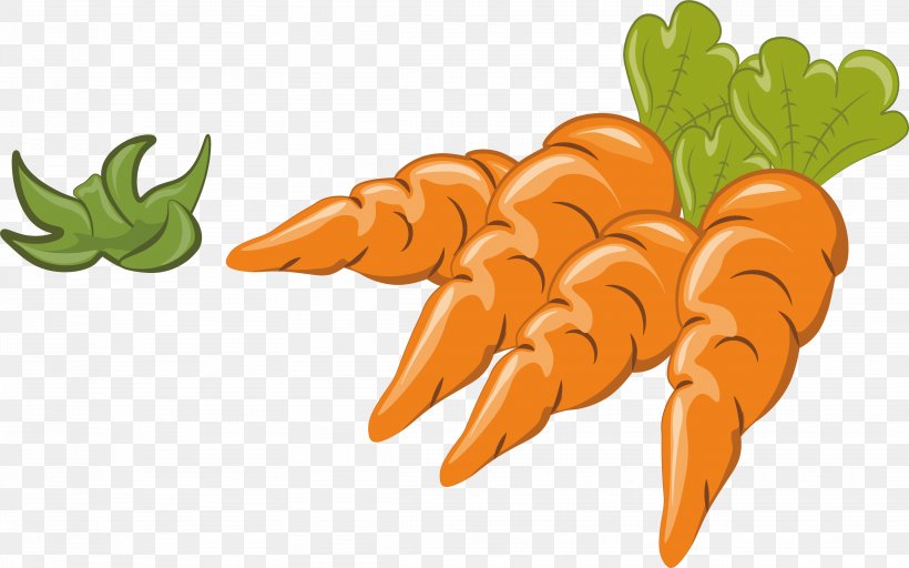 Carrot Vegetable Illustration, PNG, 3691x2306px, Carrot, Daucus Carota, Drawing, Food, Fruit Download Free