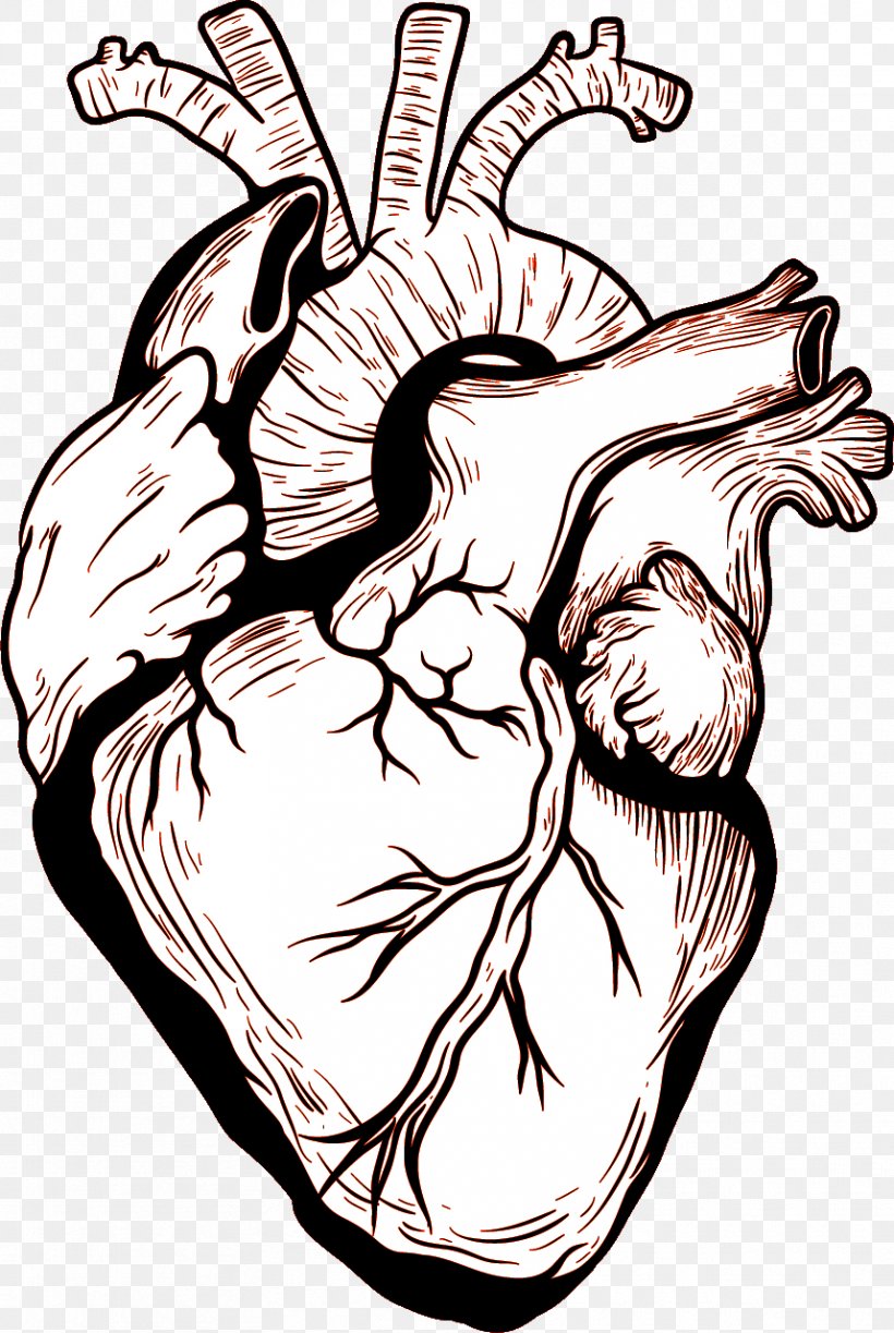 Heart Human Body Drawing, PNG, 858x1280px, Watercolor, Cartoon, Flower, Frame, Heart Download Free