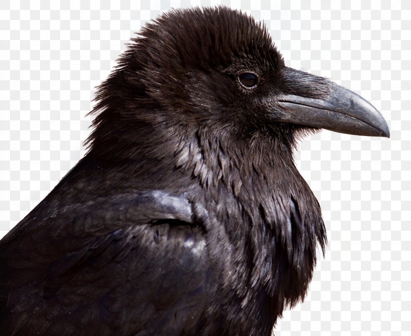 American Crow Bird, PNG, 1200x981px, American Crow, Beak, Bird, Common Raven, Crow Download Free