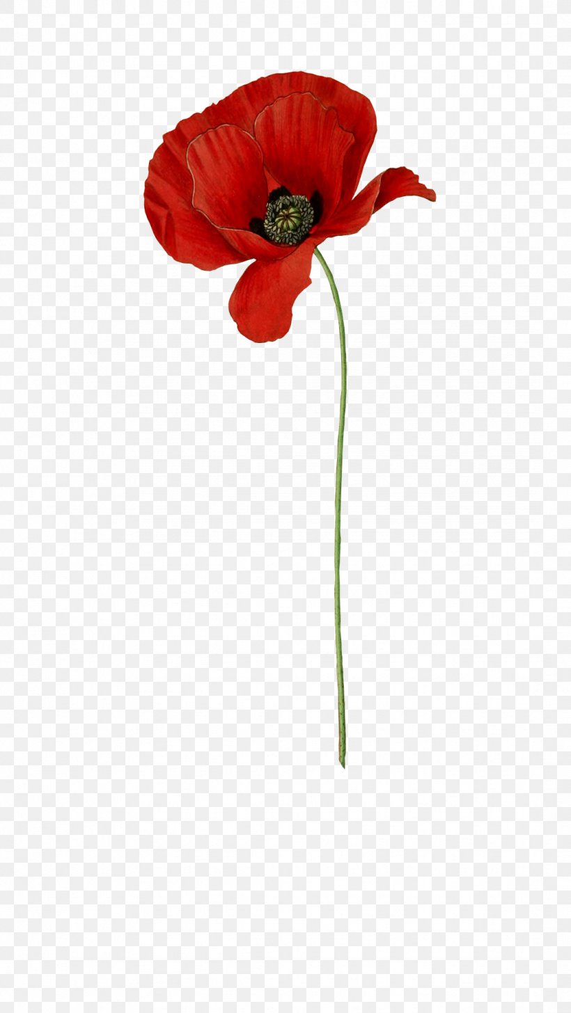 Common Poppy Flower Common Daisy Red, PNG, 1081x1920px, Poppy, Blue, California Poppy, Color, Common Daisy Download Free