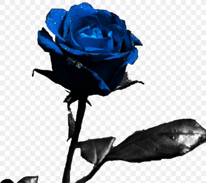 Desktop Wallpaper Rose Flower Display Resolution, PNG, 948x842px, Rose, Blue, Blue Rose, Bud, Cobalt Blue Download Free