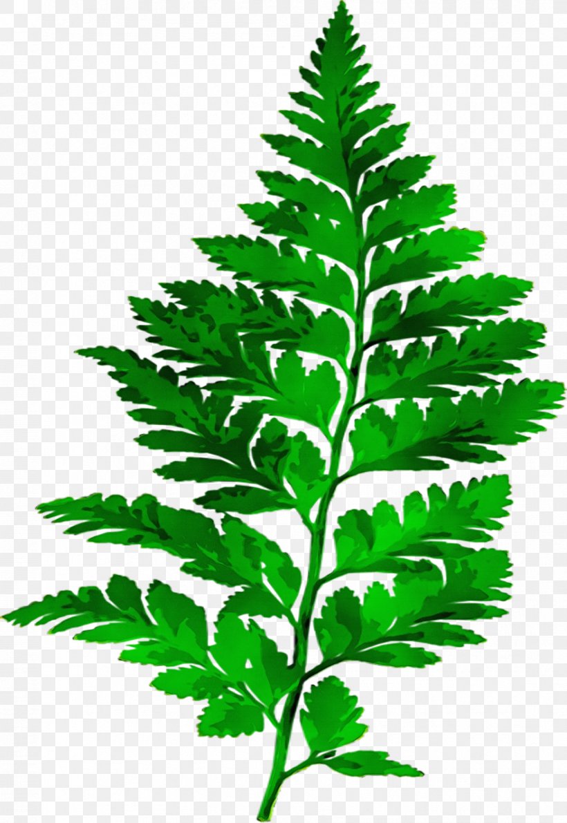 Fern Leaf Plants Vascular Plant, PNG, 881x1280px, Fern, Curry Tree, Eagle Fern, Ecology, Ferns And Horsetails Download Free
