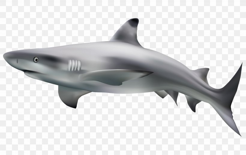 Great White Shark Clip Art, PNG, 7000x4399px, Shark, Bull Shark, Carcharhiniformes, Carcharhinus Amblyrhynchos, Cartilaginous Fish Download Free