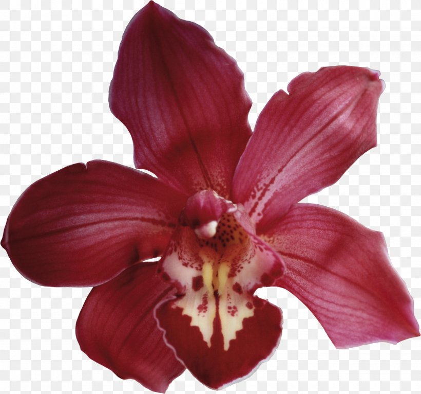 Orchids Flower, PNG, 1600x1495px, Orchids, Cattleya, Daylily, Digital Image, Flower Download Free
