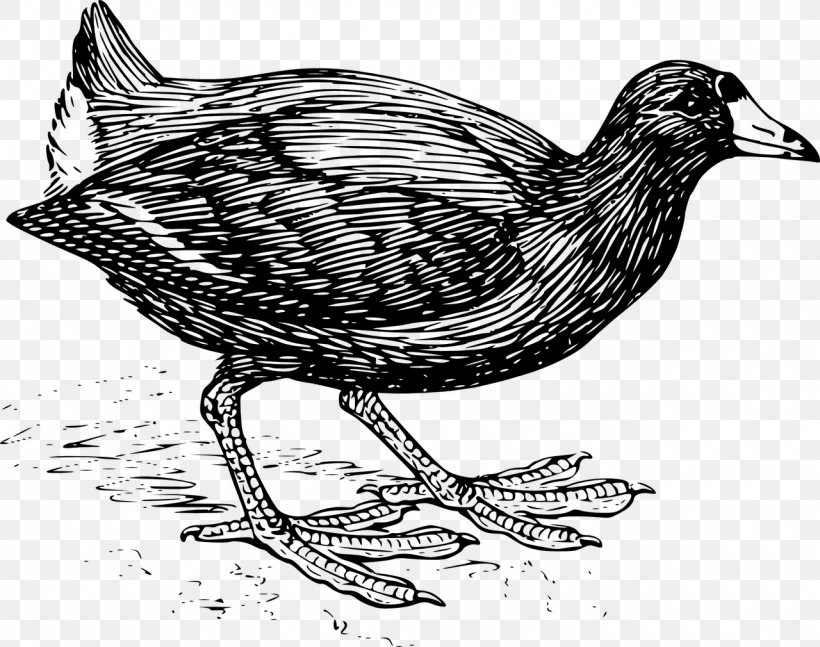 Bird Eurasian Coot Clip Art, PNG, 1280x1010px, Bird, Art, Beak, Black And White, Chicken Download Free