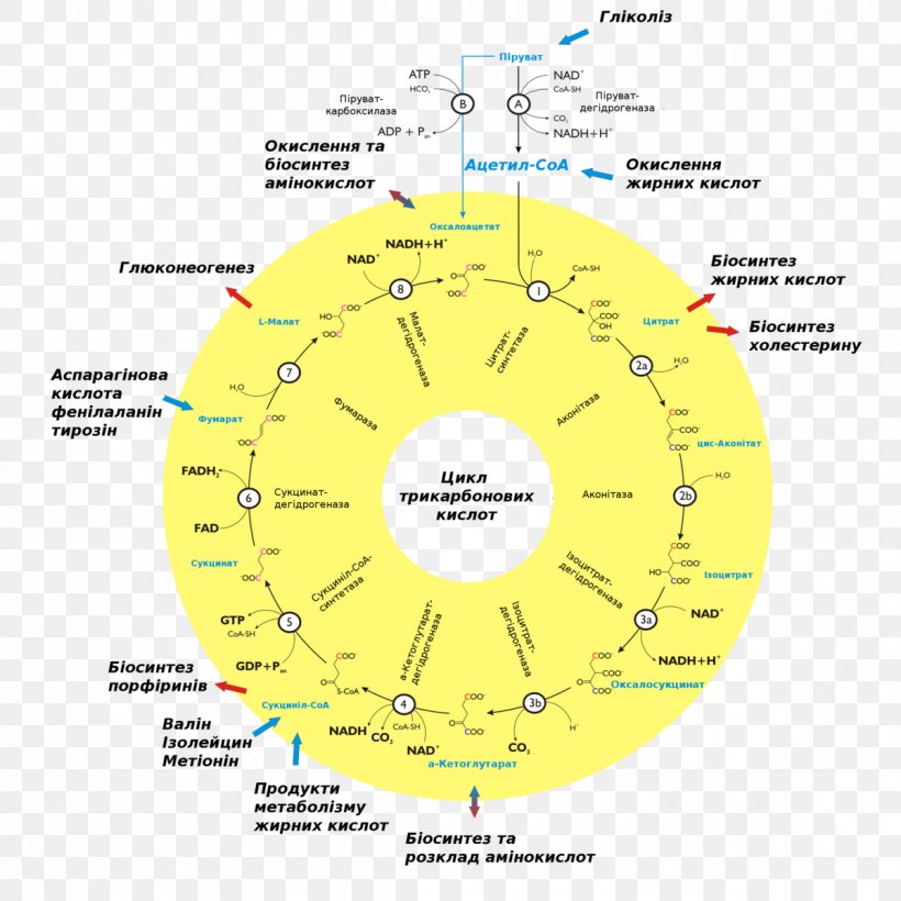 Citric Acid Cycle Metabolism Biochemistry Cell Biology, PNG, 1200x1200px, Citric Acid Cycle, Acetylcoa, Aerobic Organism, Area, Basal Metabolic Rate Download Free