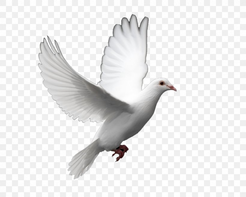 Columbidae Bird Doves As Symbols Peace Clip Art, PNG, 1200x960px, Columbidae, Beak, Bird, Ceremony, Doves As Symbols Download Free