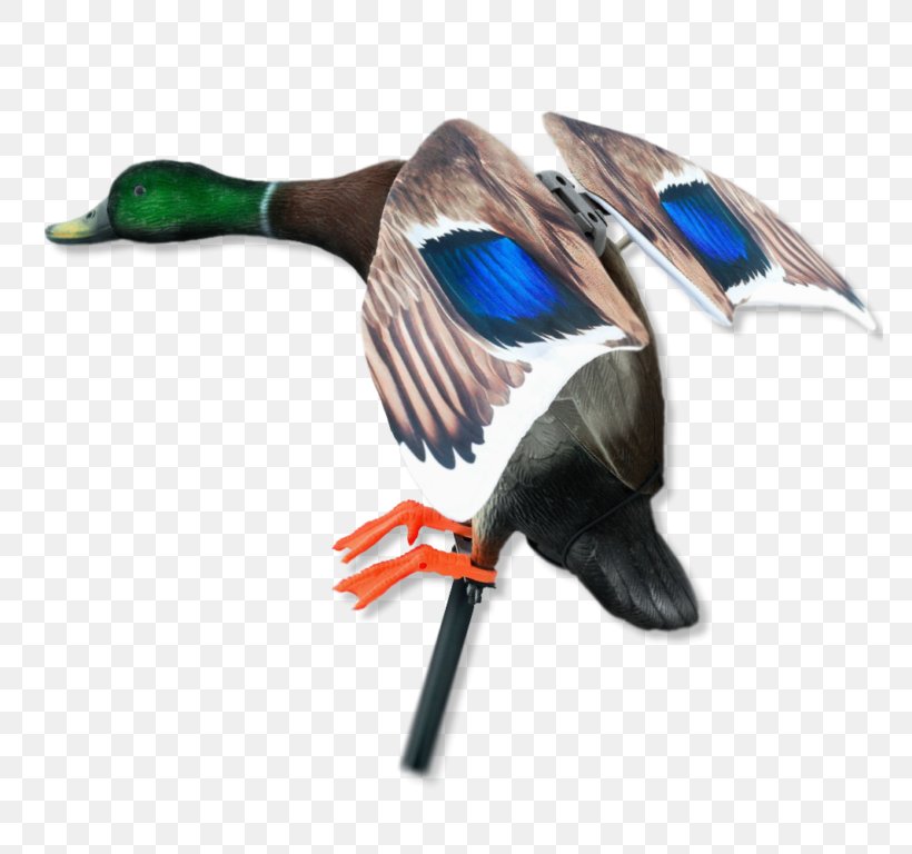 Mallard Duck Goose Cygnini Bird, PNG, 768x768px, Mallard, Beak, Bird, Cygnini, Decoy Download Free