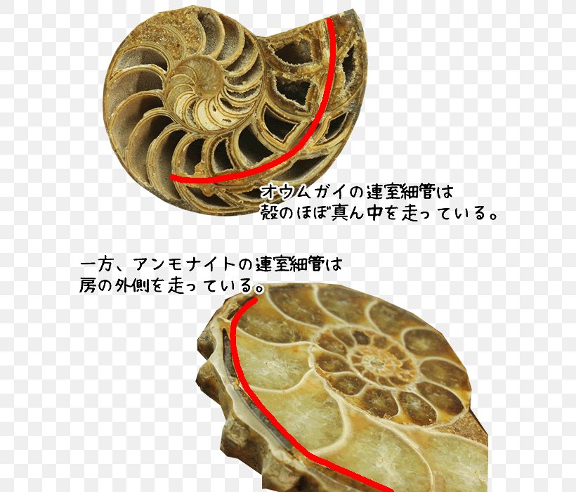 Nautilidae Living Fossil Ammonites Organism, PNG, 650x700px, Nautilidae, Ammonites, Dinosaur, Extinction, Fossil Download Free