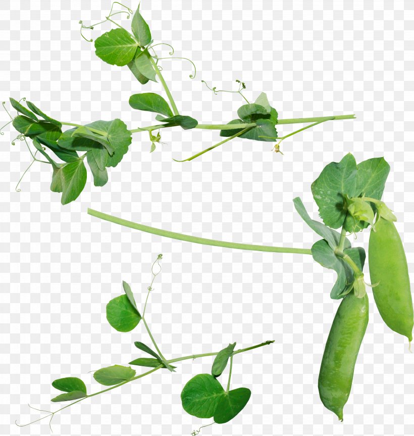 Pea Icon, PNG, 4114x4332px, Snow Pea, Branch, Common Bean, Flora, Fruit Download Free