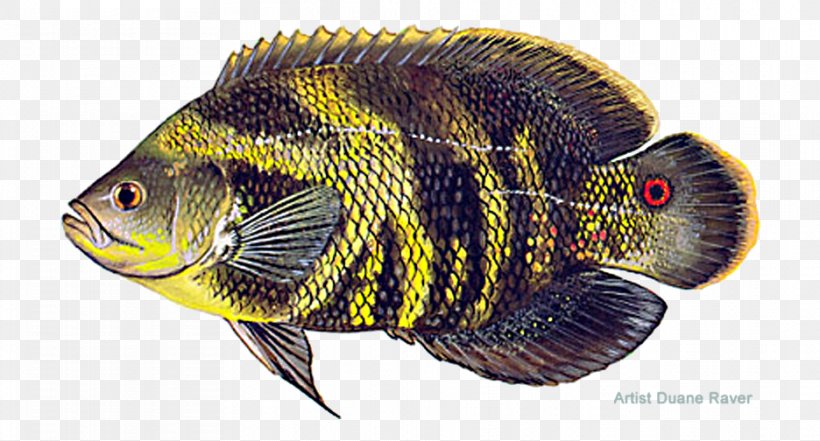 Tilapia Oscar Common Carp Aquarium Fish, PNG, 936x504px, Tilapia, Angling, Aquarium, Cichlid, Common Carp Download Free