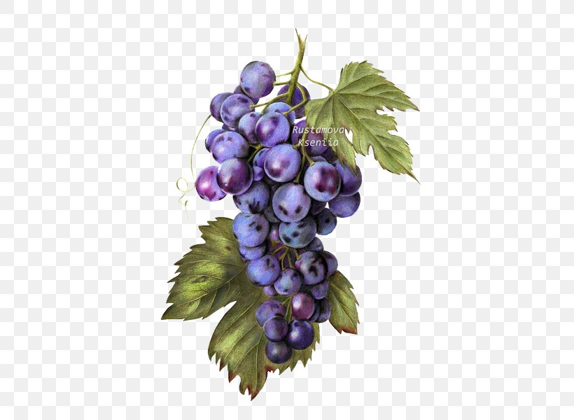 Common Grape Vine Raceme Seedless Fruit, PNG, 421x600px, Grape, Berry, Common Grape Vine, Flowering Plant, Food Download Free