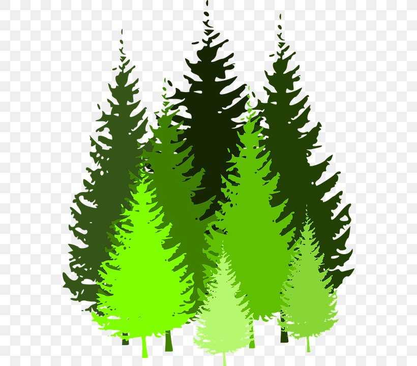 Eastern White Pine Tree Clip Art, PNG, 574x720px, Pine, Biome, Branch, Christmas Decoration, Christmas Ornament Download Free