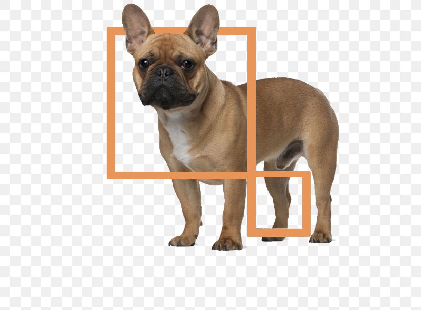 Jack Russell Terrier Greyhound Puppy Dog Harness Dog Collar, PNG, 598x605px, Jack Russell Terrier, Bulldog, Carnivoran, Collar, Companion Dog Download Free