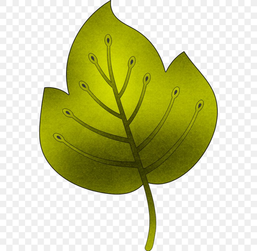 Leaf Product Design Plant Stem, PNG, 570x800px, Leaf, Plant, Plant Stem Download Free