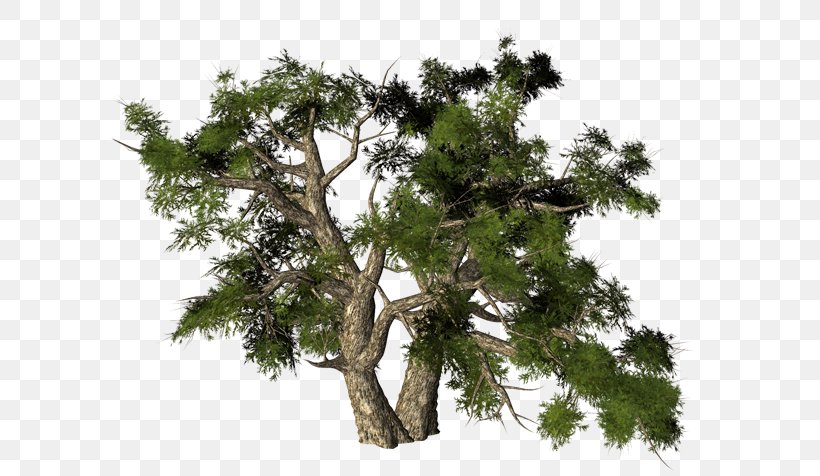 Pine Email Image Map, PNG, 600x476px, Pine, Branch, Conifer, Email, Houseplant Download Free