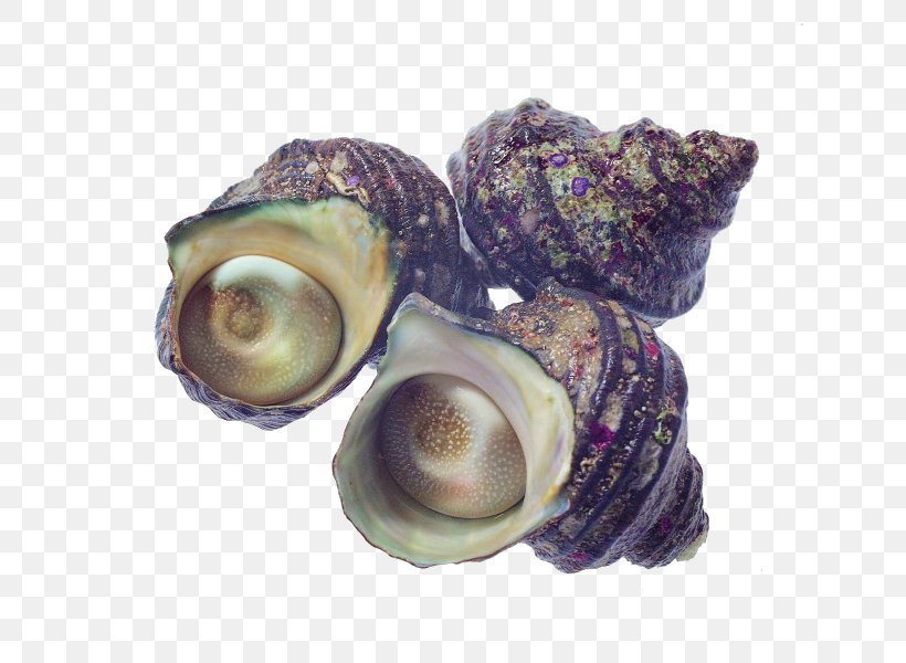 Seafood Oyster Mussel Shellfish, PNG, 777x600px, Seafood, Abalone, Clam, Clams Oysters Mussels And Scallops, Conchology Download Free