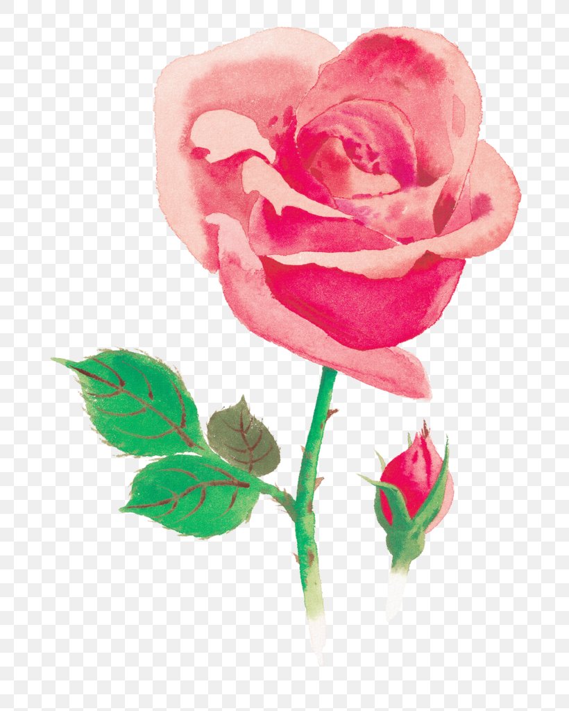 Beach Rose Watercolor Painting Red Flower, PNG, 724x1024px, Beach Rose, Bud, Color, Cut Flowers, Drawing Download Free