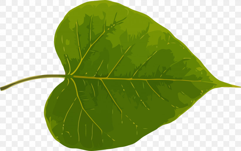 Bodhi Leaf Bodhi Day Bodhi, PNG, 3000x1884px, Bodhi Leaf, Anthurium, Bodhi, Bodhi Day, Flower Download Free